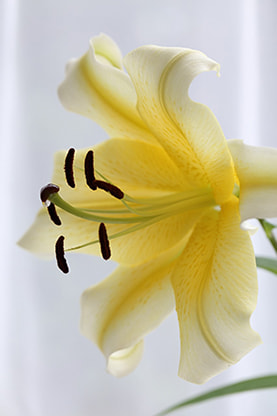 '21 6月黄色の百合