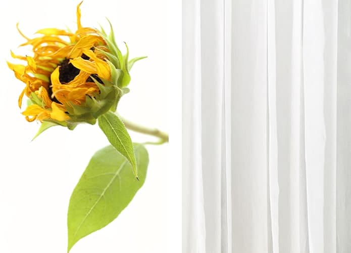 「ひまわり」と「HIKARI」