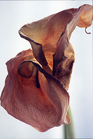 サロン・ド・アール・ジャポネ 2022