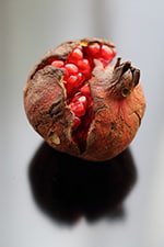 '21 10月ザクロ174