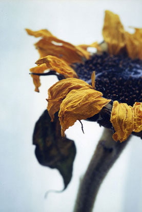 西山美術館特別企画「美麗」