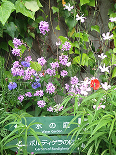 北川村 モネの庭 2022