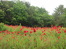 北川村 モネの庭