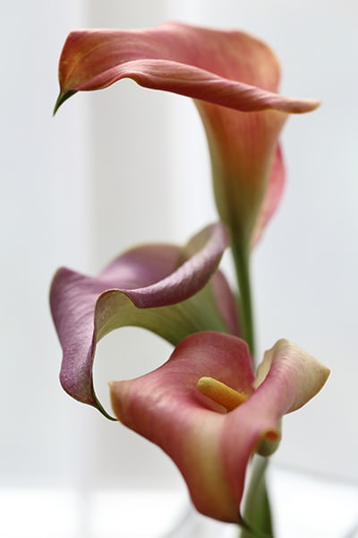 FOUND ART & CULTURE JAPAN in FIRENZE