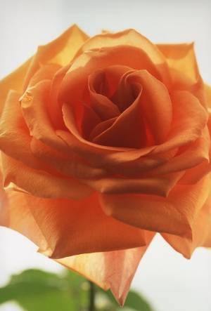 オレンジのバラ