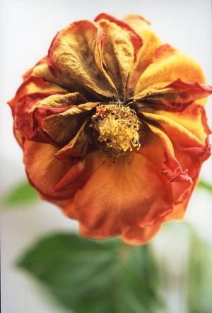 オレンジのバラ