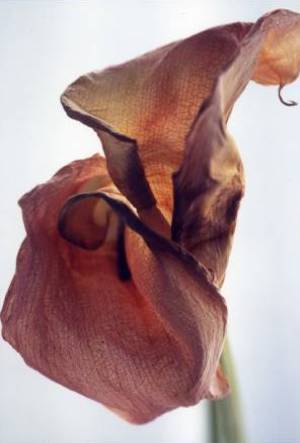 オレンジのバラ